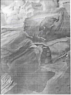 Uploaded Image
